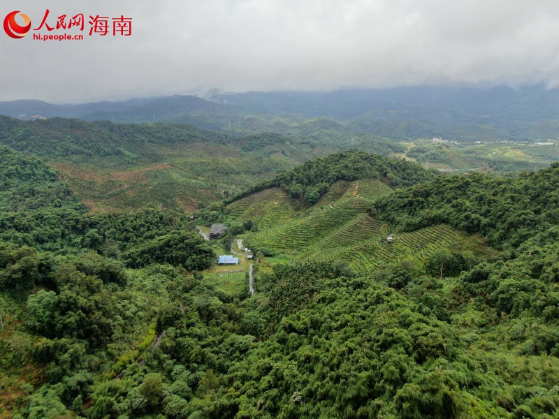 俯瞰保亭茶溪谷景区。人民网记者牛良玉摄