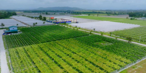 滴滴沃家300亩菜篮子基地。