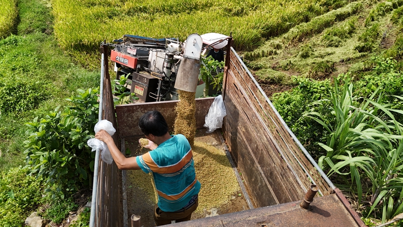 水稻水芹共作，让撂荒地恢复生机。蔡天宏供图